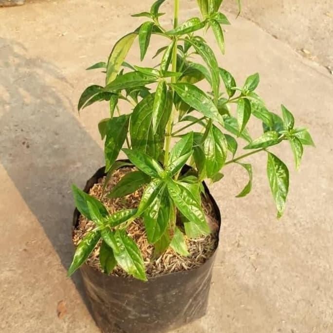 

Terlaris Bibit Tanaman Herbal Daun Sambiloto Bibit Sambiloto Pahitan Eeee