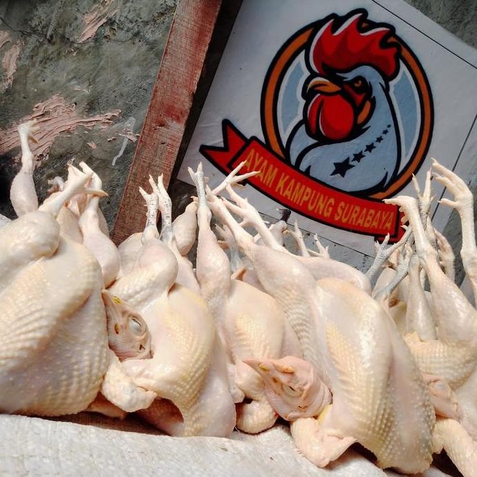 

HIW AYAM KAMPUNG EXTRA LARGE (muda)