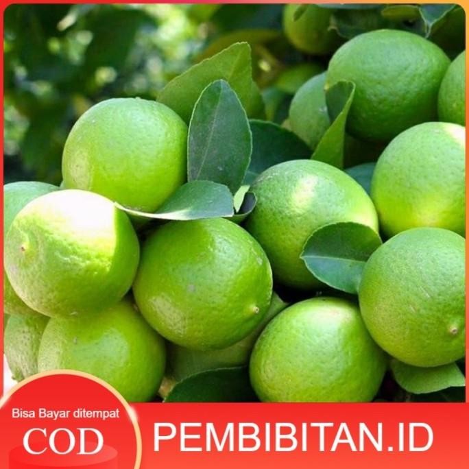 

Terlaris Rediy Bibit Jeruk Nipis Hasil Okulasi Cepat Berbuah (Bisa Cod)