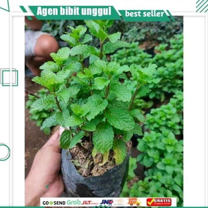 

Terlaris Bibit Daun Mint Murah