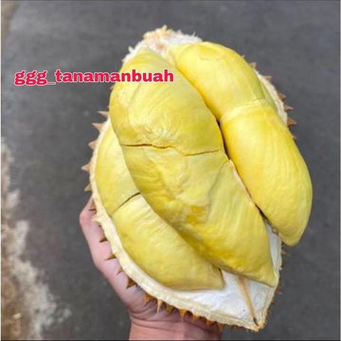 

Terlaris Bibit Durian Monthong Kaki 3 Super Cepat Berbuah