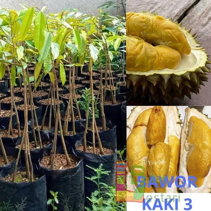 

Terlaris Bibit Durian Bawor Kaki 3 Bawor Unggul