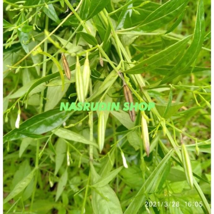 

Terlaris Bibit Sambiloto (30Biji) Bibit Biji Daun Sambiloto Siap Semai
