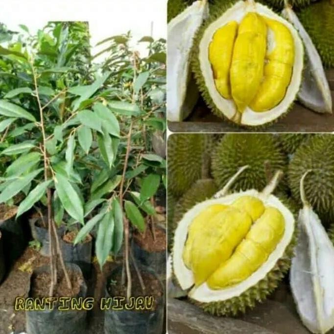 

Terlaris Bibit Durian Musangking Kaki Tiga Asli