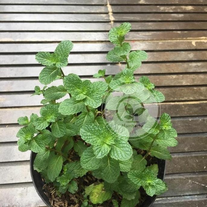 

Terlaris Bibit Tanaman Daun Mint/Tanaman Mint Seapermint