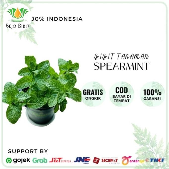

Terlaris Bibit Tanaman Daun Mint-Bibit Herbal Daun Mint