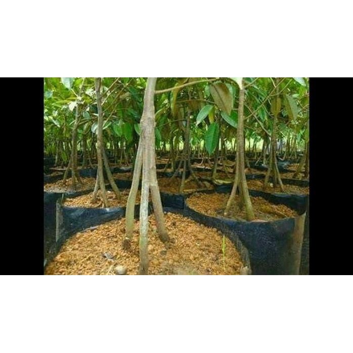 

Terlaris Bibit Pohon Durian Musang King Kaki Tiga(3) - Pohon Duren Muasng King