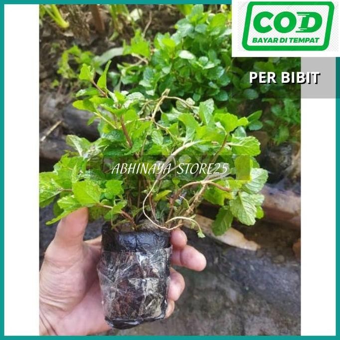 

Terlaris Bibit Daun Mint - Bibit Mint Siap Tanam