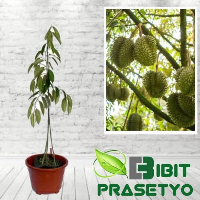 

Terlaris Bibit Durian Simas Kaki 3