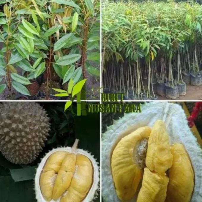 

Terlaris Bibit Durian Bawor Kaki 3 Super Unggul