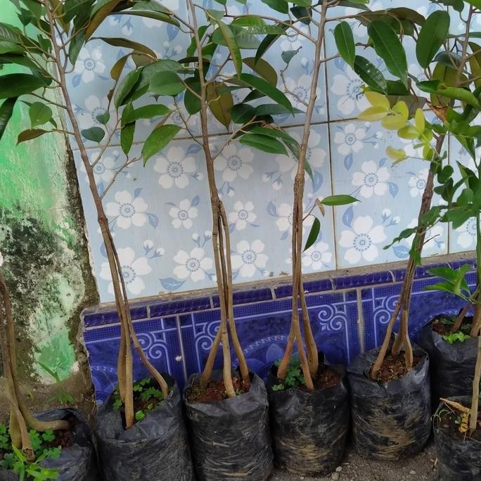 

Terlaris Bibit Durian Bawor Kaki 3 Super. Tinggi 40_60Cm