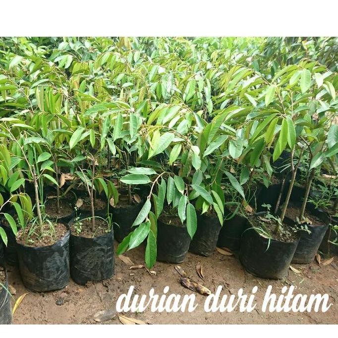 

Terlaris Bibit Durian Duri Hitam Tunas Bibit Unggul