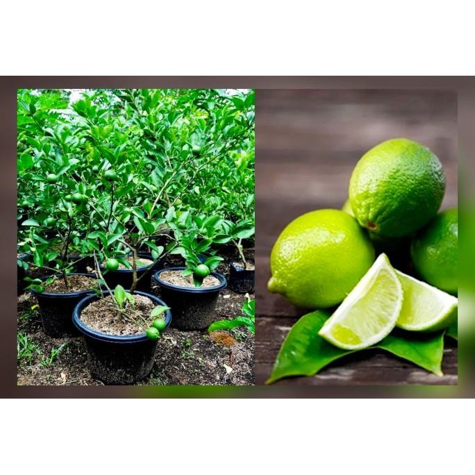 

Terlaris Bibit Tanaman Buahh Jeruk Nipis