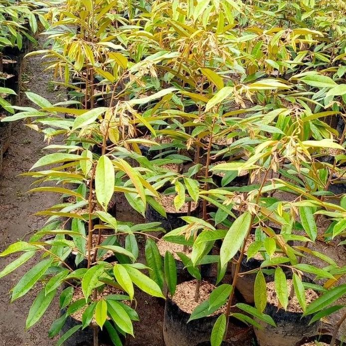 

Terlaris Paket 3 Bibit Pohon Durian Kualitas Premium