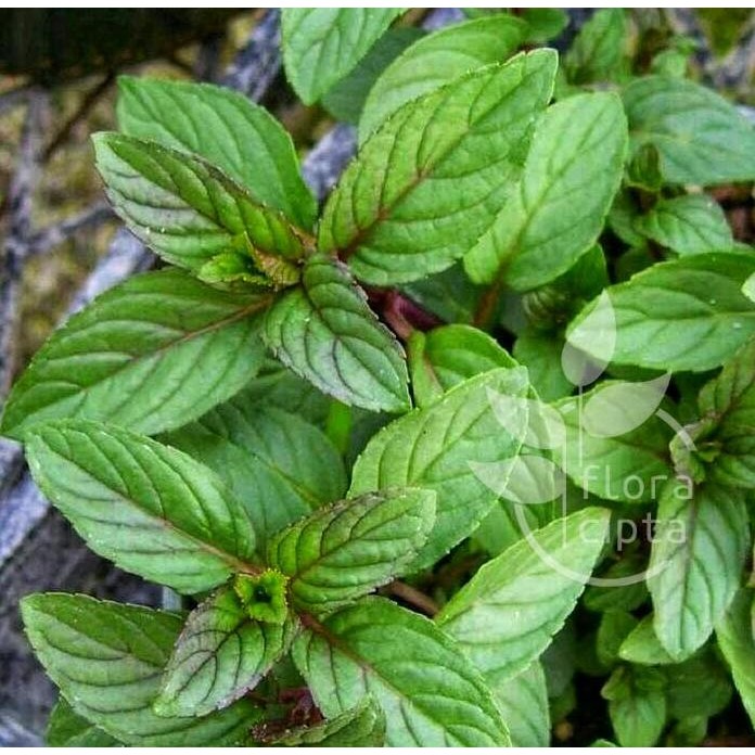 

Terlaris Bibit Tanaman Coklat Mint/Chocolate Mint - Daun Mint