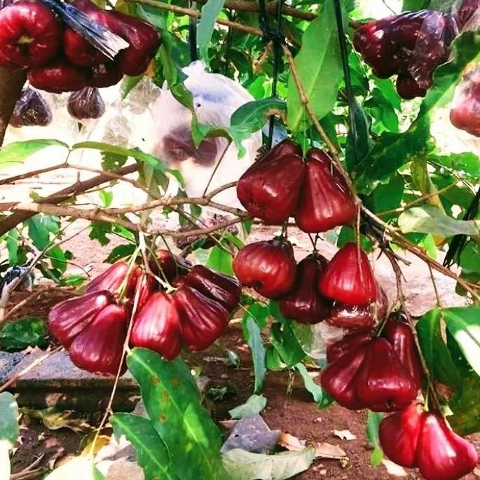 

Terlaris Bibit Jambu Air Dalhari Merah Cepat Berbuah