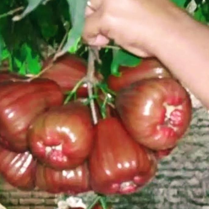 

Terlaris Bibit Jambu Air Bajang Leang Super Okulasi