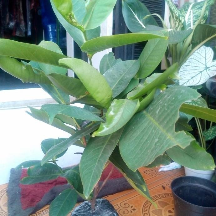 

Terlaris Bibit Jambu Air Black Kingkong, Cangkok, Cepat' Berbuah, Sbb15