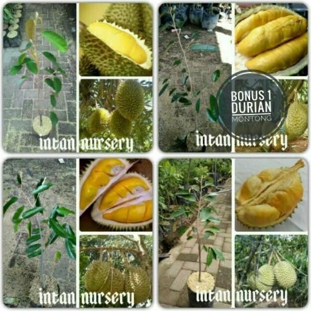 

Terlaris Paket Bibit Tanaman Buah Durian 3 Macam Bonus 1