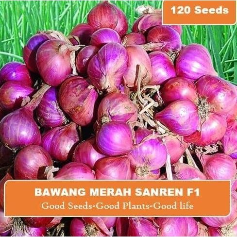 

Terlaris Isi 12 Biji Benih Bibit Bawang Merah Cap Panah Merah Kemasan Pro