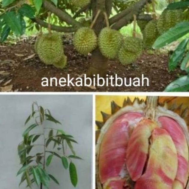 

Terlaris Bibit Tanaman Durian Pelangi Unggul