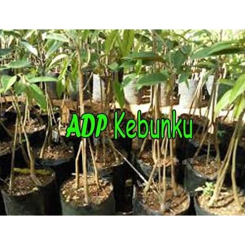 

Terlaris Bibit Tanaman Buah Durian Bawor Kaki 3 Tinggi 1,2 Meter Up