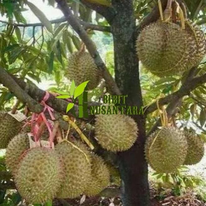 

Terlaris Bibit Durian Montong Kaki 3 Super Import Asli Thailand