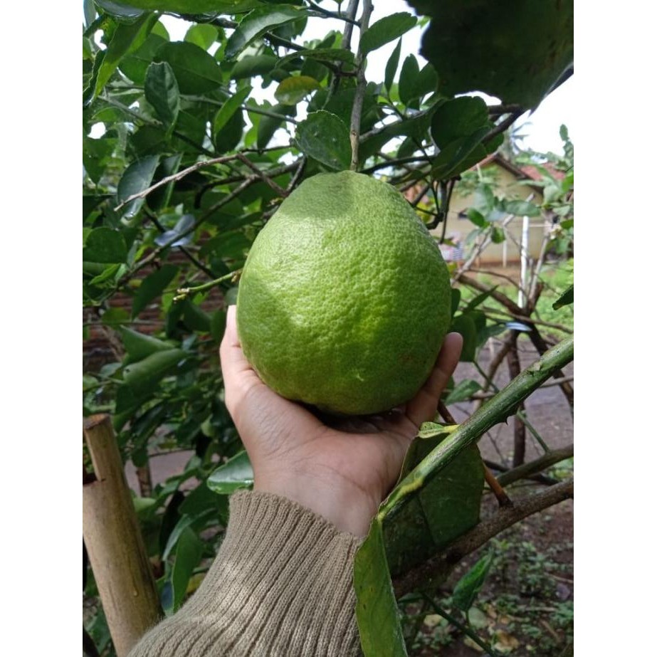 

Terlaris Bibit Tanaman Jeruk Nipis Jumbo Tanpa Biji - Okulasi - Harga Murah