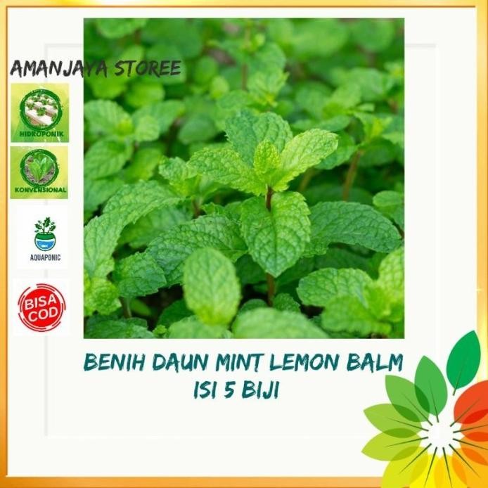 

Terlaris Benih Biji Daun Mint Lemon Balm Tanaman Herbal Bibit Tanaman Herb