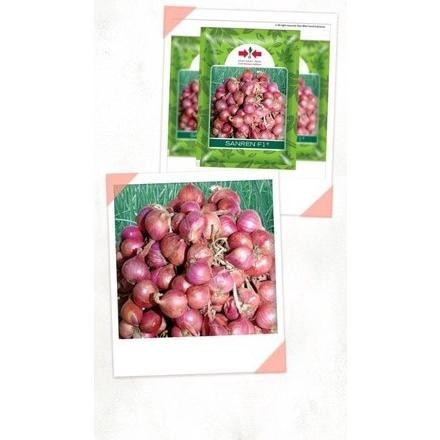 

Terlaris Ready Fresh 25 Benih/Bibit Bawang Merah Sanren Repacking (Panah Merah)