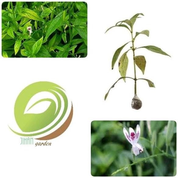 

Terlaris Paket 5 Bibit Tanaman Sambiloto-Obat Herbal Limitd