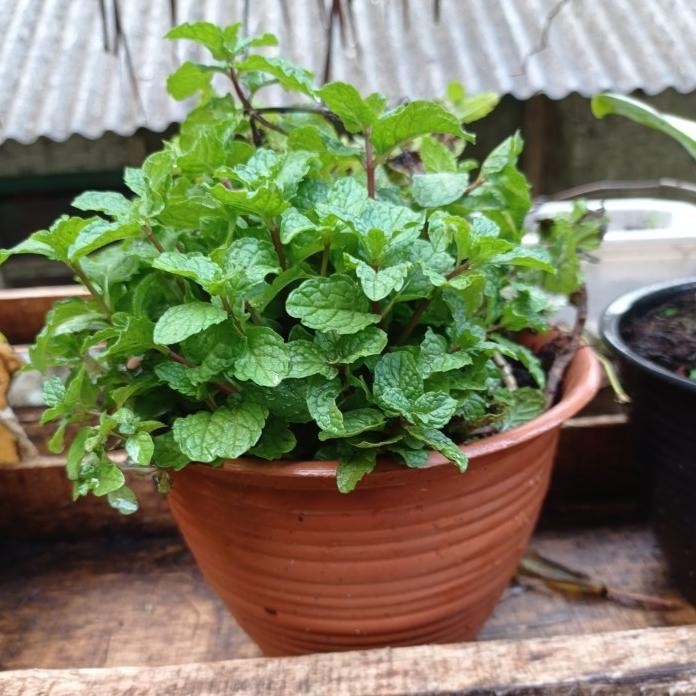 

Terlaris Bibit Tanaman Daun Mint