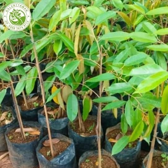 

Terlaris Bibit Pohon Durian Black Tone/Duri Hitam Tinggi 70-80Cm