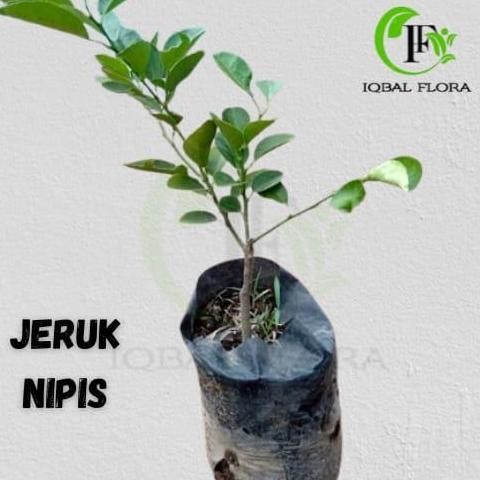 

Terlaris Jeruk Nipis Bibit Tanaman Jeruk Nipis