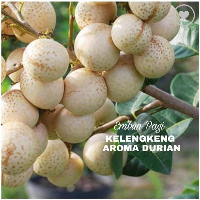 

Terlaris Bibit Kelengkeng Aroma Durian Dari Okulasi Cepat Berbuah