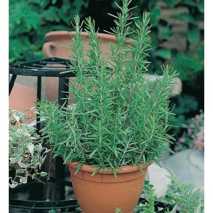 

Terlaris Benih / Bibit / Biji Herbal Rosemary