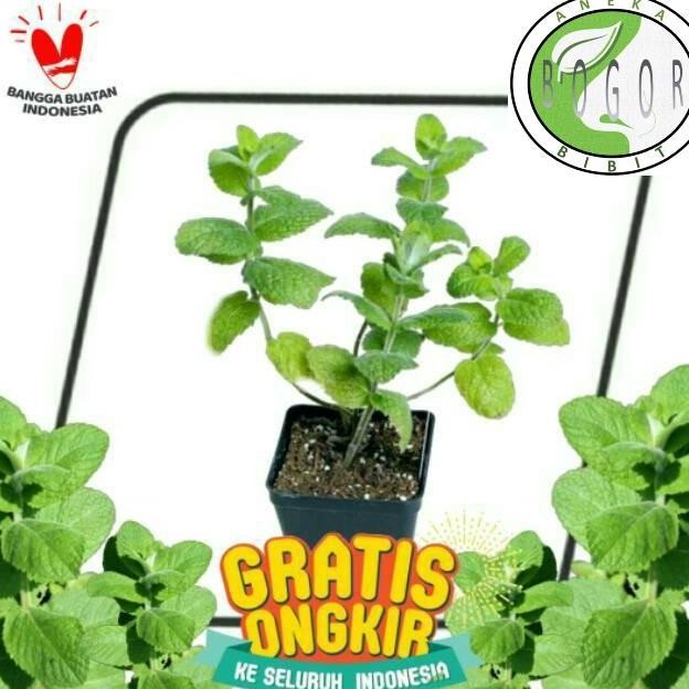

Terlaris Bibit Pohon Tanaman Daun Apple Mint / Apel Mint