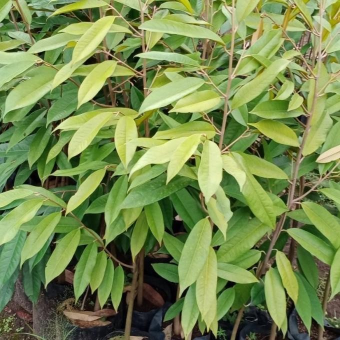 

Terlaris Bibit Durian 1Meter All Jenis - Musangking