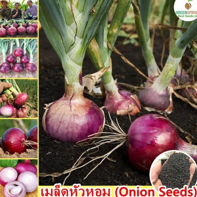 

Terlaris Tersedia Dalam Stok/ Biji( Isi 50Butir)Bawang Merah Bibit Sayuran