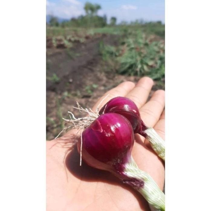 

Terlaris Ready Fresh Bibit Bawang Merah Maserati 10 Ribu Biji Bibit Bawang Merah Hibrida