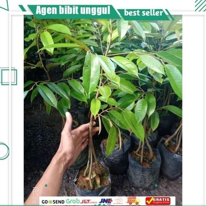 

Terlaris Bibit Durian Duri Hitam Kaki 3 Okulasi Cepat Berbuah