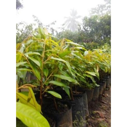

Terlaris Bibit Durian Duri Hitam Unggul Dan Super Rasanya