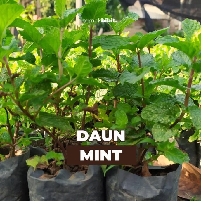 

Terlaris Ternakbibit - Bibit Daun Mint Siap Tanam Kualitas Premium