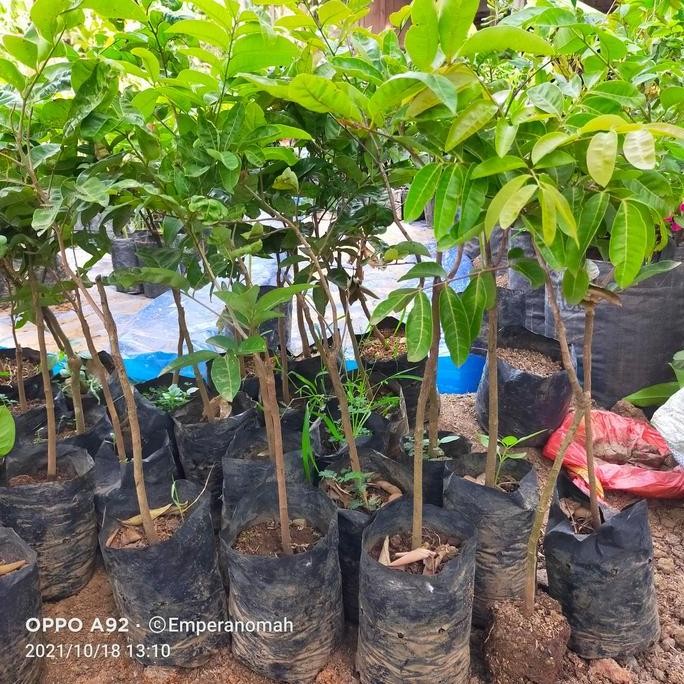 

Terlaris Bibit Tanaman Buah Kelengkeng Aroma Durian