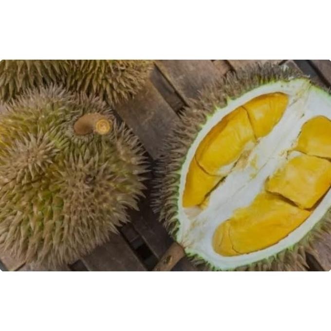 

Terlaris Bibit Pohon Durian Bawor Okulasi Kaki 3