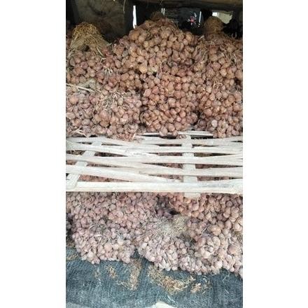 

Terlaris Bibit Bawang Merah Varietas Bauji Manjung Umur 45 Hari Siap Tanam