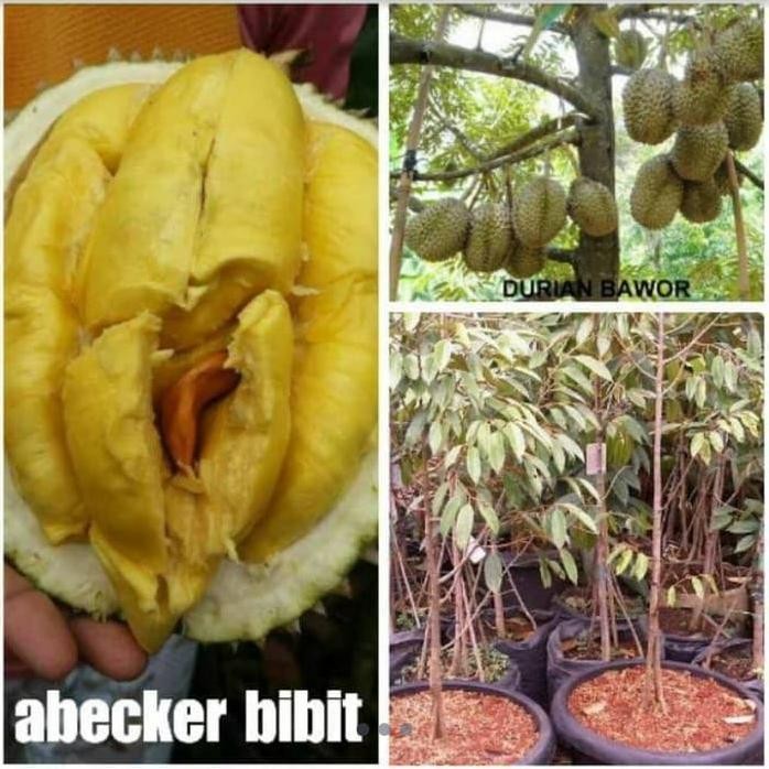 

Terlaris Bibit Durian Bawor Kaki 3