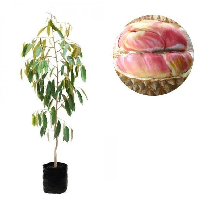 

Terlaris Bibit Tanaman Buah Durian Pelangi 80 Cm