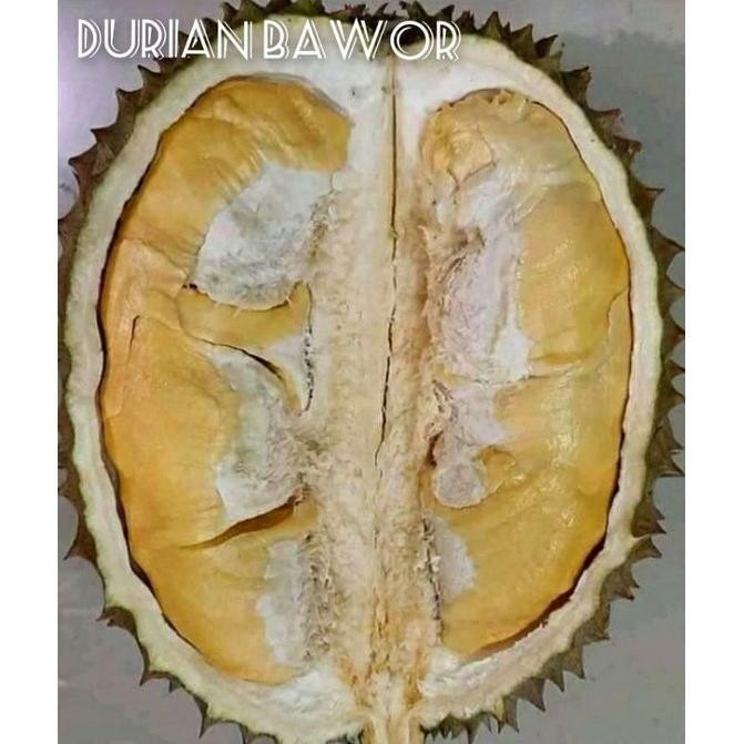 

Terlaris Bibit Durian Bawor