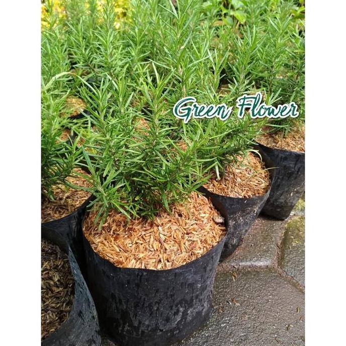 

Terlaris Bibit Tanaman Rosemary